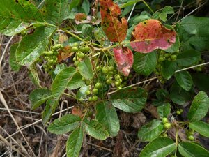 Toxicodendron diversilobum Fruit